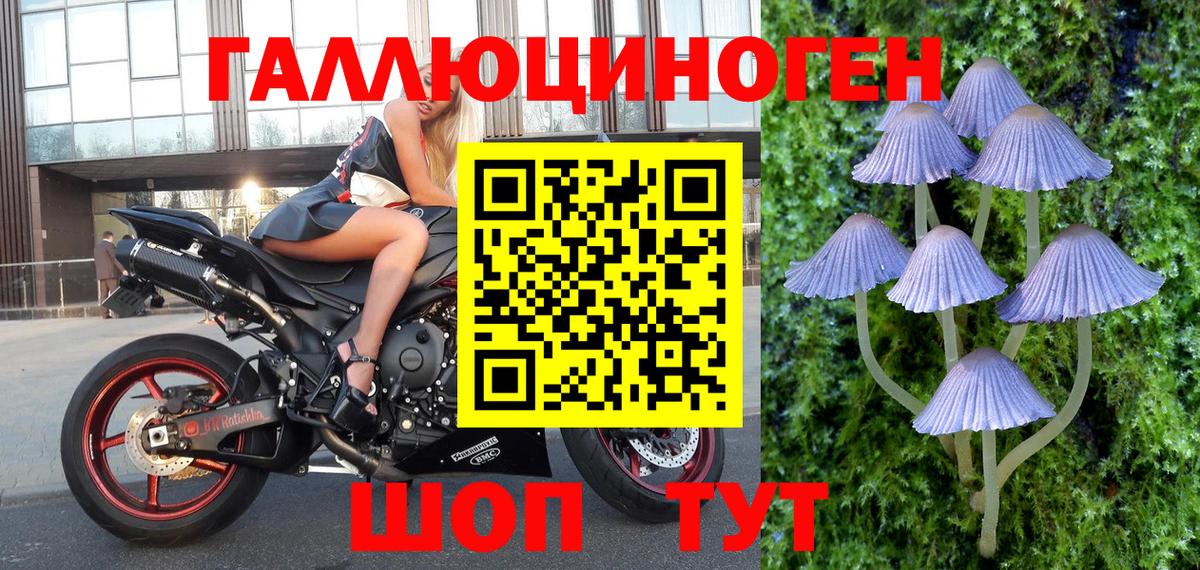 Псилоцибиновые грибы прущие грибы Лесной
